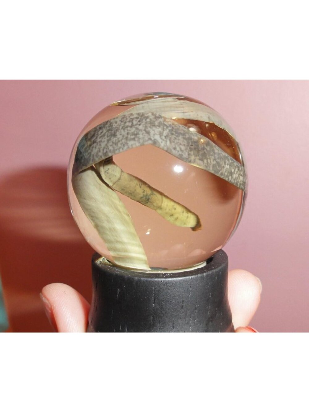 Real Leech Wet Specimen in Glass Dome oddity curiosity goth taxidermy nature